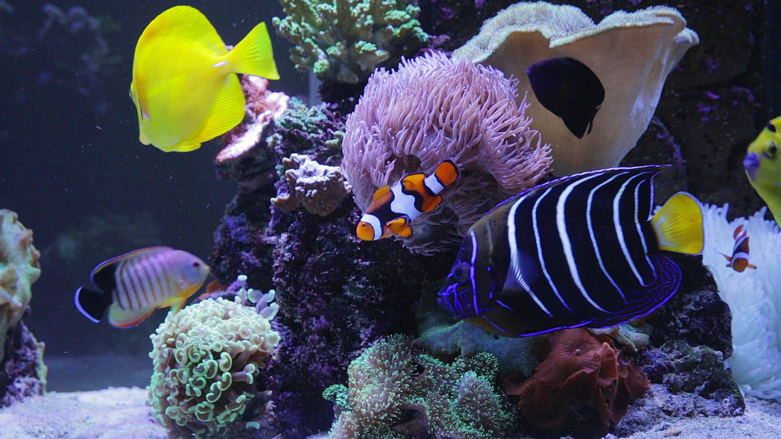 aquarium TV Screensaver in a tank we made after watching Finding Nemo