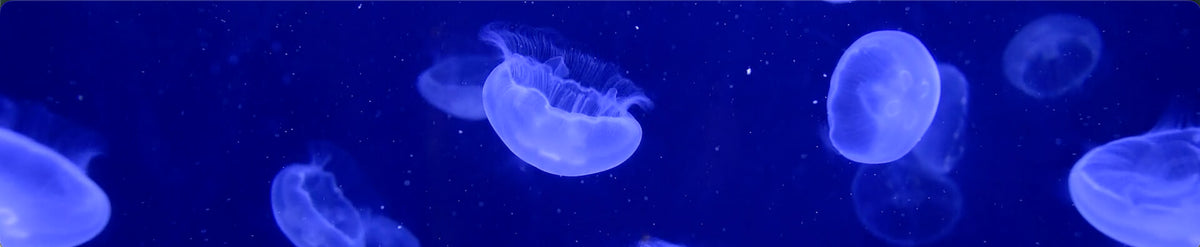 jellyfish tv screensaver