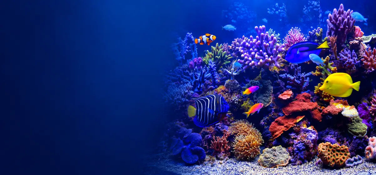 The Living Aquarium 4K TV Screen saver can be used as a virtual aquarium for waiting room TV
