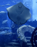 manta ray in huge aquarium ambient aquarium video