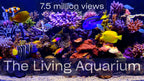 The Living Aquarium: 2 Hour 4K Aquarium Download