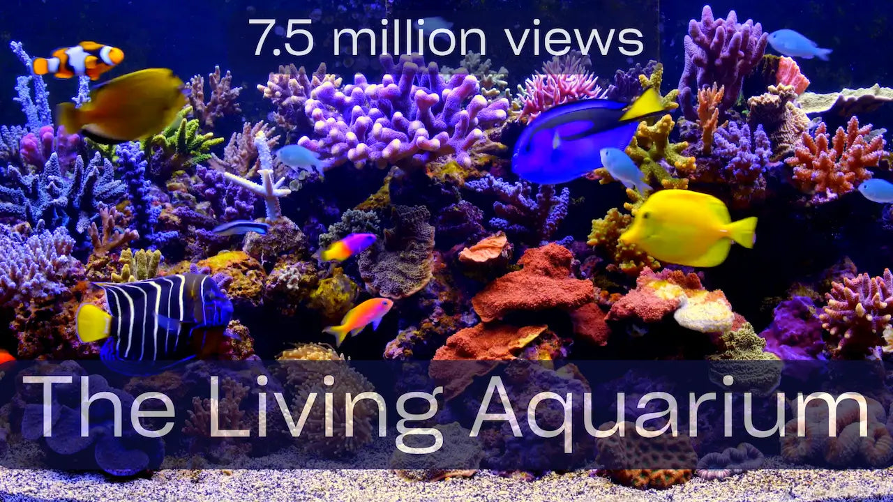 The Living Aquarium: 2 Hour 4K Aquarium Download