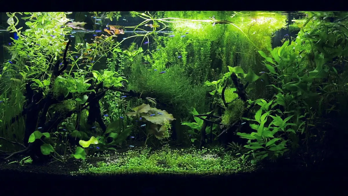 Living Displays - The Full Collection of 150 TV Screensavers