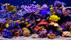 aquarium TV screen saver by Uscenes inspired by the movies Finding Nemo and Finding Dory