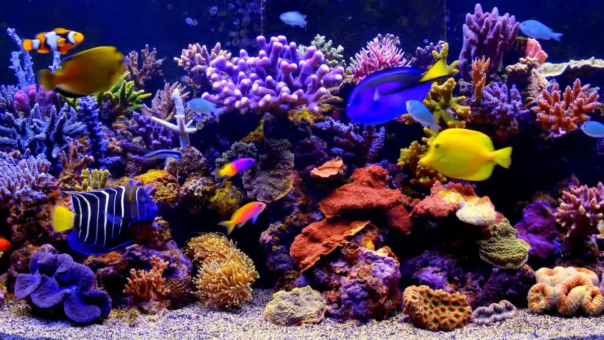 aquarium TV screen saver by Uscenes inspired by the movies Finding Nemo and Finding Dory