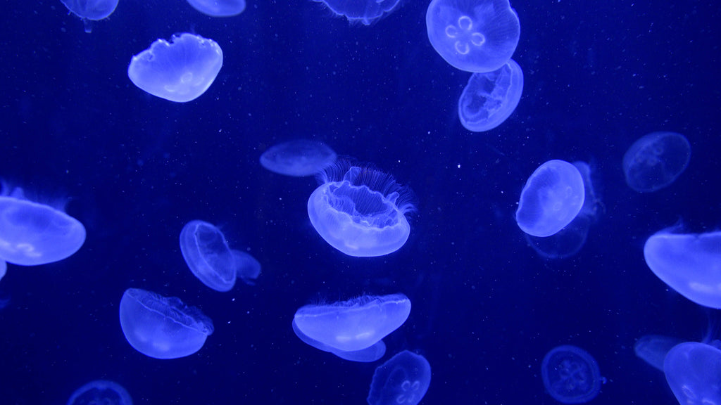 Jellyfish Aquarium: 4K Jellyfish Video Download 20 minutes