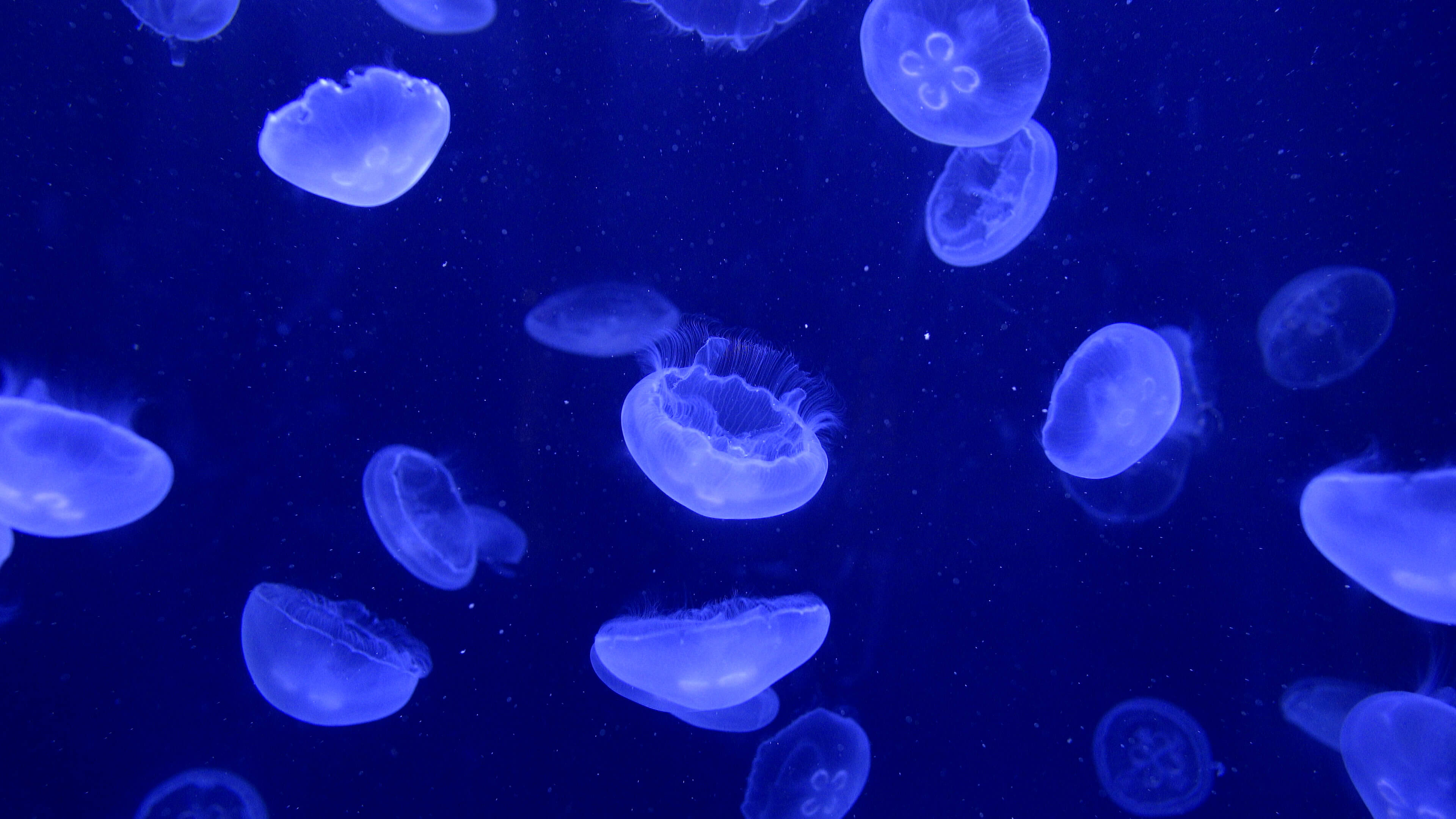 Jellyfish Aquarium: 4K Jellyfish Video Download 20 minutes