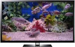 swimming fish screensaver