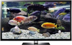 HD Aquarium Screensaver