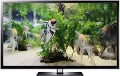 Angel Fish Video Screensaver