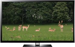 Parkland Deer