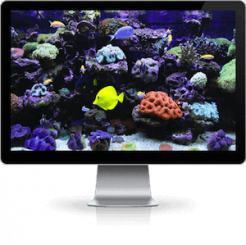 aquarium screensaver on iMac