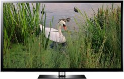 lakeside swan