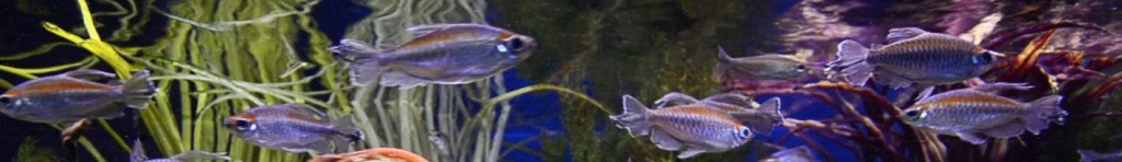 aquarium screensaver