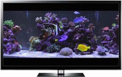 Aquarium Videos, 4K Aquarium TV Screensaver Downloads by Uscenes