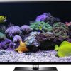 Coral Reef Video Screensaver by Uscenes