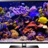 4K aquarium video and aquarium screensaver downloads