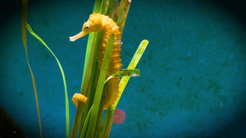 Free Seahorse Screensaver Ultra HD - Uscenes Free Seahorse Screensaver Ultra HD - Uscenes