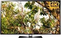 young herons relaxing bird video screensaver 4K