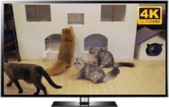 cat cafe screensaver