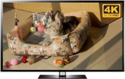 kitten screensaver cat video 4K
