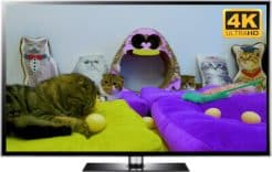 relaxed cats screensaver 4K catnip cute