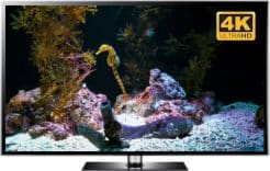 seahorses screensaver video in 4K