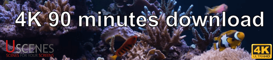 Waiting Room Aquarium Video