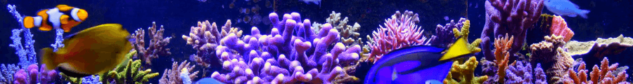 Aquarium Video for Waiting Rooms